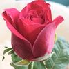 flowers.sakki