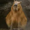 capybara69960