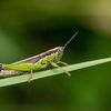 grasshopper5630