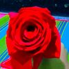 user81880252396678