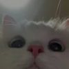 eveybunnylover