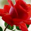 mehemed.hasein