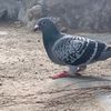 lepigeonultime