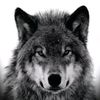 KING WOLF