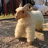 goatingaround