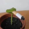 jonkoplant420