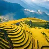Việt Nam Tôi Đó 🇻🇳