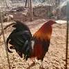 gilderta1