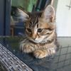 fqtns1