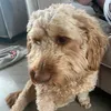 alfie.millington2