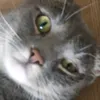 nimbus4258