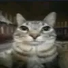 kapcurek8