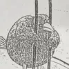 toka