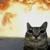 cutecat1821
