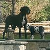 pawfectlydane