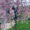 smilla_1203