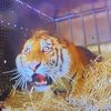 tactyger