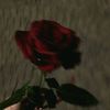 hania.rauf3