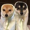 cutepetscreener11