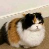 m_o_chi301