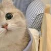 ayaaaaaaa_57