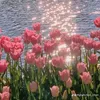 kimchi_6432