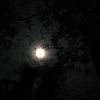 qorz_1