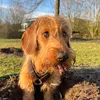 oskar_the_doxie