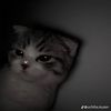 reen_xrya