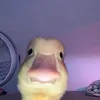 dangtapngusom0