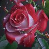 user5143057398136
