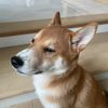 devinnguyen6