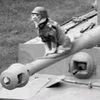 cat_tanker_ace