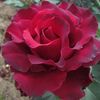 ikiles.rozes