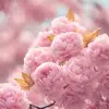 na_nafeesah
