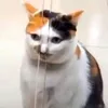 zuuuta