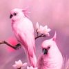 suhel.ahmed7019