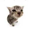 xautrailammom_2