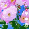 user2790029125920