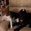 beagleamelia