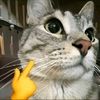 el_gatito5000