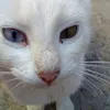 sirineworoudde