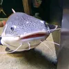 swidrak_2137