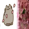 nadixrfuu