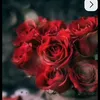 gtreel3