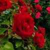 rita__5740