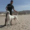 omar.arab37