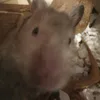 welovehamsters50