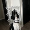 bennythepoodle1