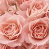 rosegold0724